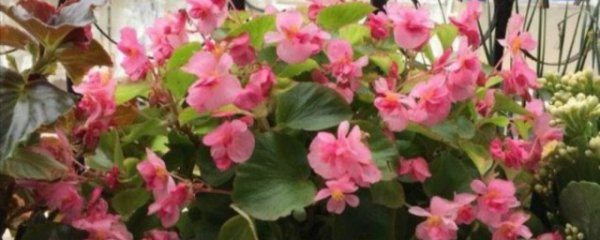 四季秋海棠的养殖方法