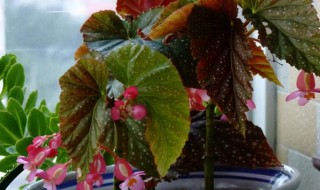 竹节秋海棠养殖方法 竹节秋海棠长得快怎么办