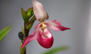 兜兰的养殖方法 兜兰怎么养才能开花