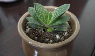 子宝的养殖方法 元宝花开花的图片大全