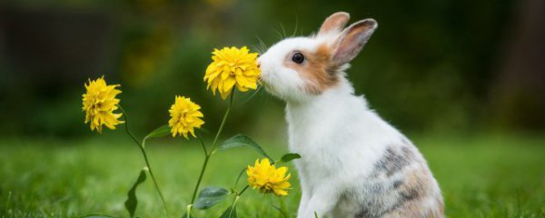 野兔养殖方法