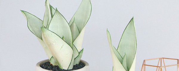 白玉虎皮兰怎么养护才越来越白