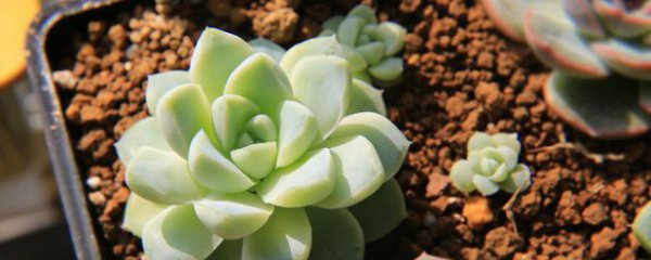 多肉月影怎么养才能出状态