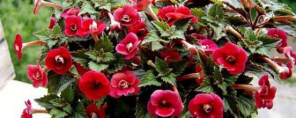 套筒花怎么繁殖方法和注意事项