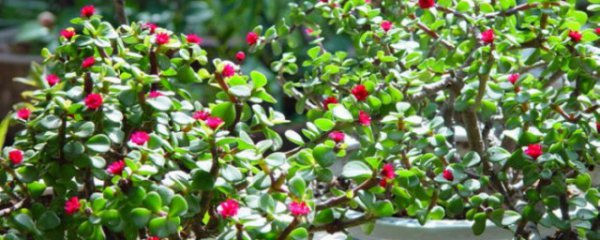 马齿苋树怎么修剪方法