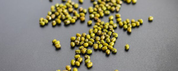 水培绿豆怎么养才能更旺盛