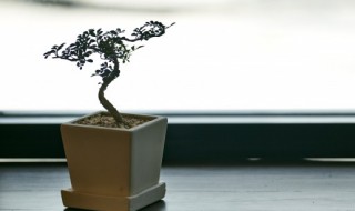 地柏精品盆景 地柏盆景怎么修剪好看