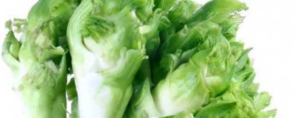儿菜是什么菜呀