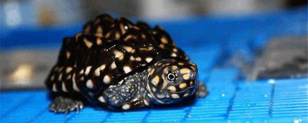 斑点龟怎么养?