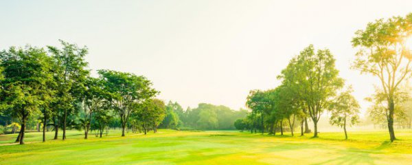 桃树石硫合剂使用方法