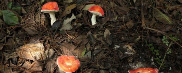菌种的传代与保存