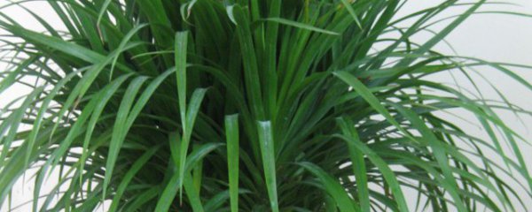 龙须树怎么养才能更旺盛