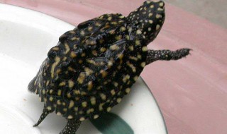 斑点龟怎么养? 斑点龟怎么过冬天