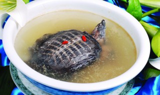 红烧和炖汤哪个营养 甲鱼炖汤好还是红烧好