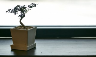 卷柏盆栽方法 制作卷柏盆栽的方法
