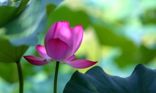 碗莲的繁殖方法 碗莲只长叶子不开花怎么办