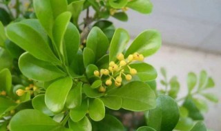 米兰开花后怎么处理 米兰花花谢后怎么处理