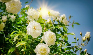 蔷薇的养殖方法 蔷薇花苗的种植方法