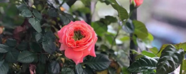 藤本月季花后修剪方法
