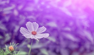格桑花的含义 格桑花对于女人寓意好