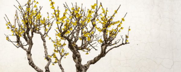 腊梅花的养殖方法