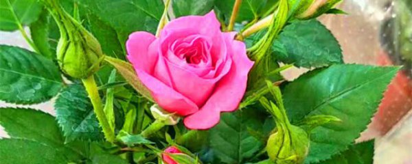 月季花盆栽养殖方法