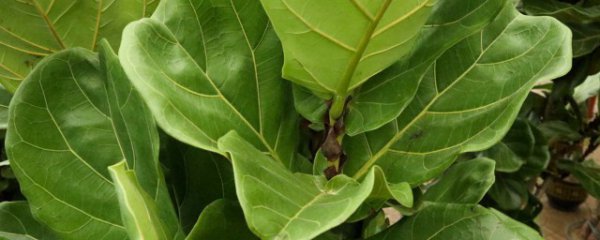 琴叶榕养植方法浇水