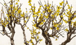 腊梅花的养殖方法 盆栽腊梅花的养殖方法