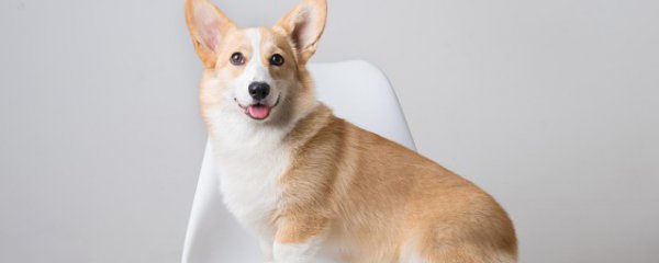 柯基犬怎么养