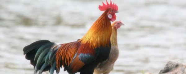 如何把鸡切成四块
