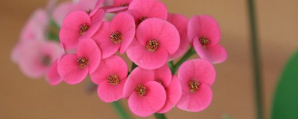 虎刺梅如何养殖