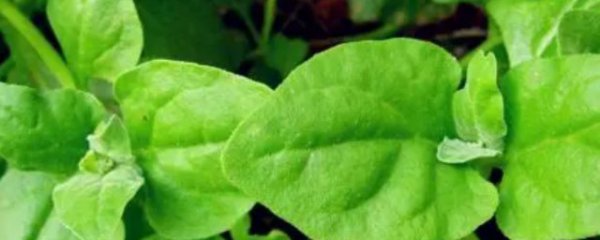 白凤菜怎么吃