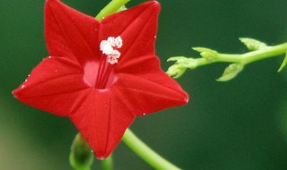 五角星花如何养 五角星花养护的步骤