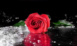 玫瑰花水可以做面膜吗 玫瑰水怎么做 玫瑰水如何做