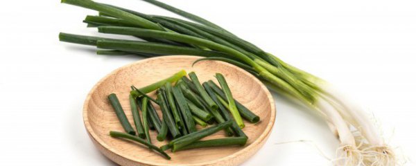 大葱什么时候种植
