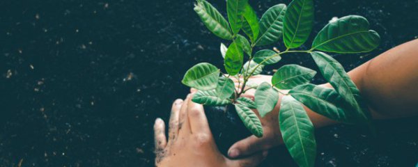 庭院适合种植什么树