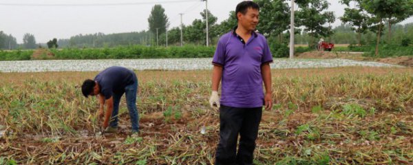 农作物种植什么赚钱