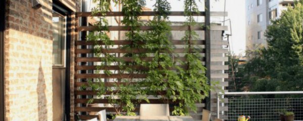 地下室种植什么好
