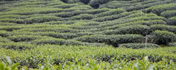 目前在云南种植什么