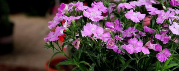 家里养石竹花风水寓意好不好