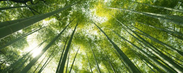 家里种竹子风水禁忌有哪些