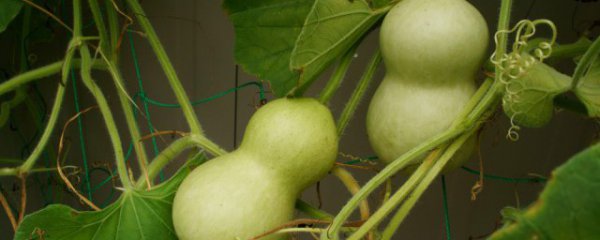 进门见葫芦是禁忌吗