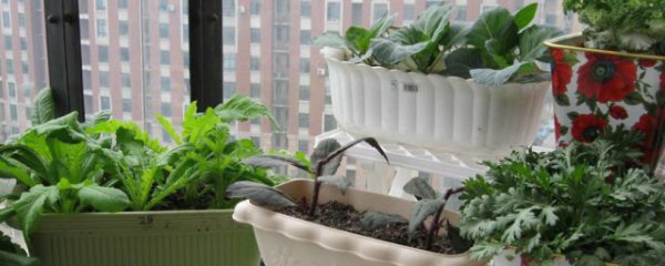 窗台放花盆有讲究吗