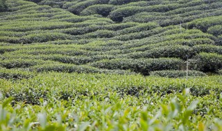 目前在云南种植什么 云南合适种植哪些经济作物