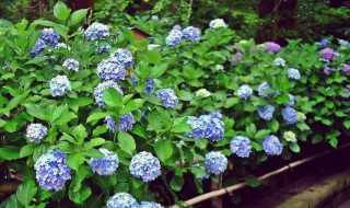 绣球花为什么不吉利 绣球花在家不吉利吗