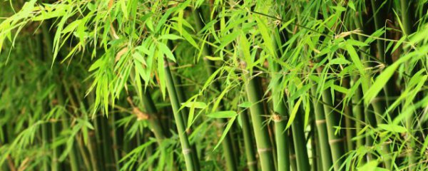 佛肚竹风水禁忌及摆放三不要
