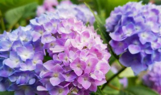 绣球花又叫死人花为什么 绣球花又叫什么花