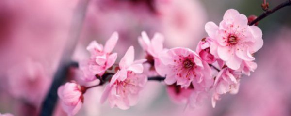 铁梅花的养殖方法