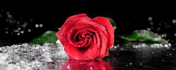 玫瑰花怎么养殖