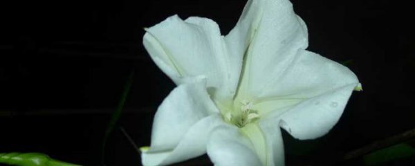 月光花是什么意思